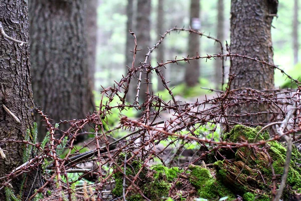 Velho Arame Farpado Enferrujado Chão Entre Árvores Uma Floresta Montanha — Fotografia de Stock