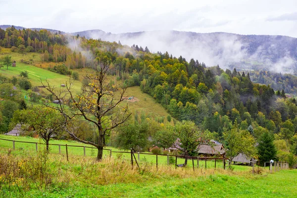 Elma ağacı, dağların ve ormanın arka planında bir yamaçta yetişir..