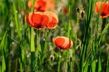 Çimlerin arasında kırmızı gelincik çiçekleri Gün doğumunda bir çayırda çiğ tanesiyle.