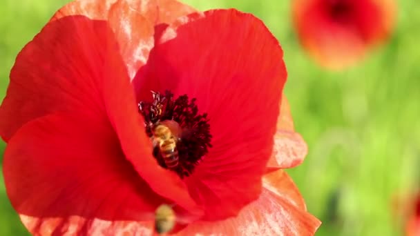 Les Abeilles Pollinisent Les Fleurs Sauvages Pavot Rouge Dans Prairie — Video