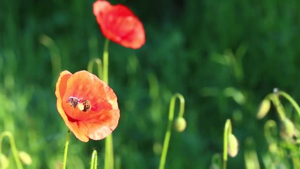 Les Abeilles Pollinisent Les Fleurs Sauvages Pavot Rouge Dans Prairie — Video