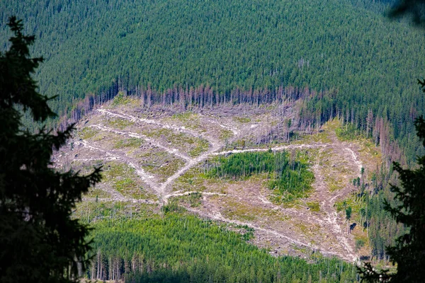 Hillside Med Tomt Efter Avskogning Karpaterna Stockfoto