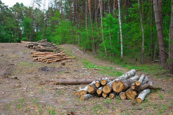 Desflorestação Ilegal Numa Floresta Pinheiros Europa Oriental — Fotografia de Stock