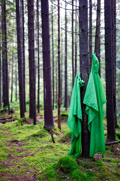 Dois Impermeáveis Turísticos Verdes Estão Secando Uma Árvore Uma Floresta — Fotografia de Stock