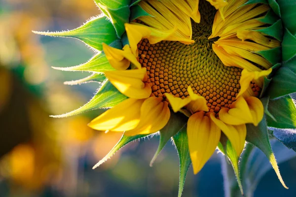 Unblown sunflower flower in a field in the sun.