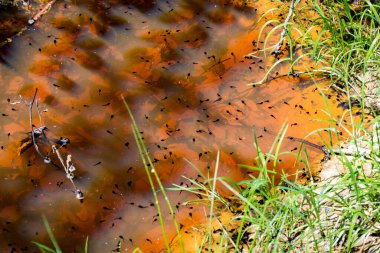 Birçok kurbağa yavrusu ormanda güneşin aydınlattığı çamurlu bir su birikintisinde yüzer..