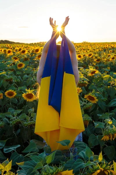 Chica Con Bandera Ucrania Campo Entre Girasoles Fotos de stock libres de derechos