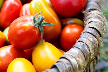 Bahçedeki çimlerin üzerinde hasır bir sepette olgun domatesler..