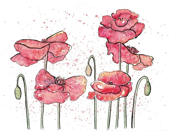 Poppy Flor Aquarela Mão Desenhada Ilustração — Fotografia de Stock