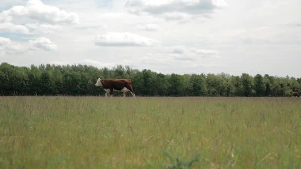 Une vache brune marche à travers une prairie dans un fond de forêt et de ciel bleu . — Video