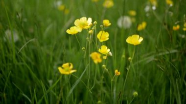 Sarı yabani çiçekler yeşil çim bir arka plan karşı rüzgarda sallanan