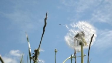 Mavi gökyüzünün arka planında karahindiba sallıyor. Yakın çekim