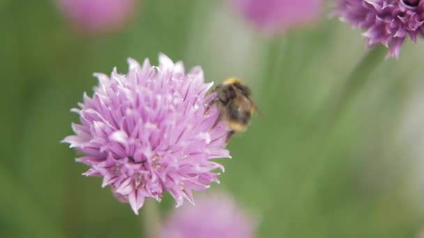 Bee verzamelt nectar van paarse bloeiende bieslook. Close-up — Stockvideo