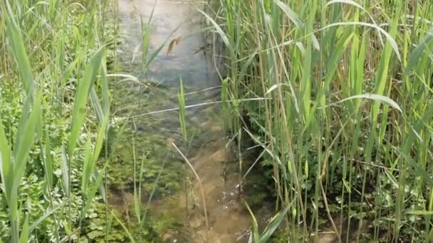 Un pequeño arroyo cristalino fluye entre la hierba alta que crece a lo largo de las orillas — Vídeos de Stock