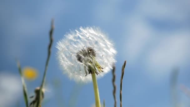 Diente de león oscilante sobre un fondo de cielo azul borroso. De cerca. — Vídeo de stock