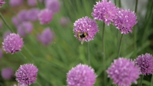 Abelha coleta néctar de cebolinha de flor roxa. Fechar — Vídeo de Stock