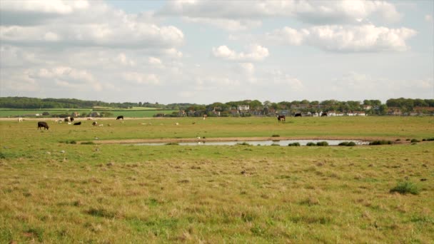 Cows with calves graze in the meadow in a background of forest and blue sky. — Stock Video