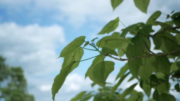 Rama de árboles con hojas verdes balanceándose en el viento — Vídeos de Stock