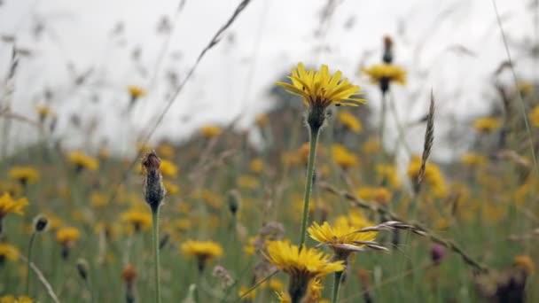 De stengels van gras en wilde bloemen zwaaien in de wind. — Stockvideo