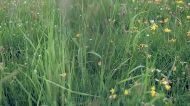 Çimlerin ve kır çiçeklerinin üzerinde kayarak