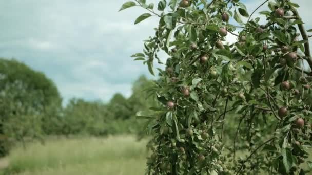 Jabłoń gałęzie z jabłkami kołyszące się na wietrze — Wideo stockowe