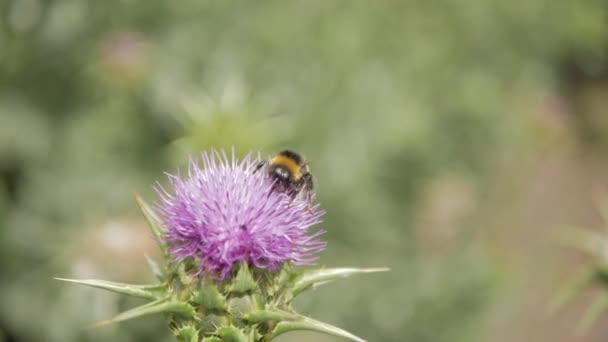 A méhek nektárt gyűjtenek a lila virágból.. — Stock videók