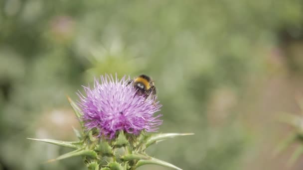 Abejas recoge néctar de flor púrpura . — Vídeo de stock