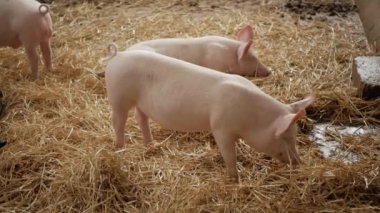 Pembe domuz samanı çiğniyor ve bir şey çiğniyor.