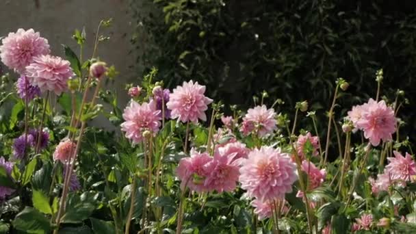 Rociador rociar agua en las flores del jardín trasero en un día caluroso de verano . — Vídeos de Stock