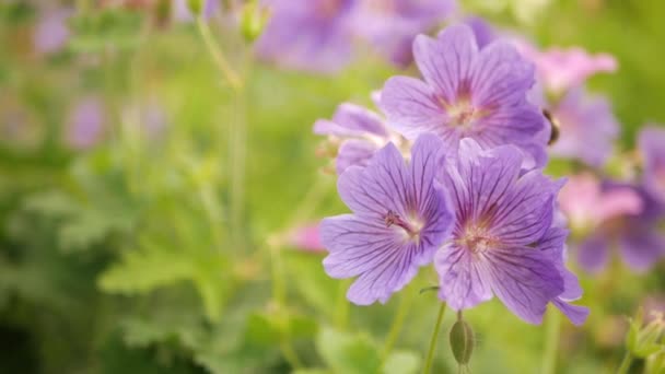 Bienen sammeln Nektar aus violett blühender Blume. — Stockvideo