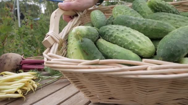 A női kezek egy fonott kosarat tartanak uborkával. Slider lövés — Stock videók