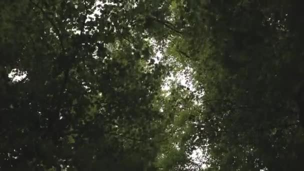 Caminar bajo las copas de los árboles vista inferior . — Vídeos de Stock