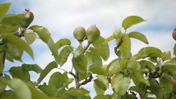 Rama con peras que maduran contra el cielo con nubes — Vídeos de Stock