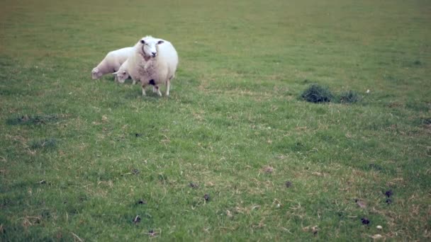 Ovejas con corderos están caminando en el prado — Vídeos de Stock