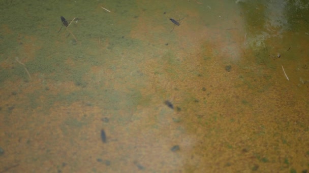 Водні жуки плавають на поверхні води — стокове відео