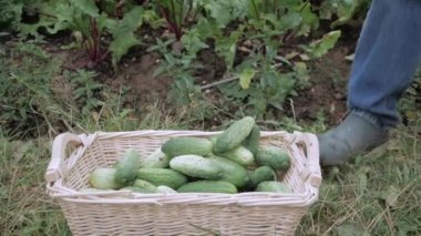 Beyaz erkek elleri olgun salatalıkları hasır bir sepete koydu. Kapat.