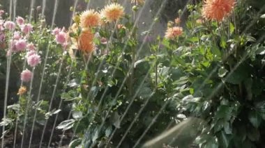 Sıcak bir yaz gününde bahçe çiçeklerine fıskiye spreyi sıkmak.. 