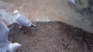 İki martı deniz kıyısında beton bir çitin üzerinde duruyor ve etrafa bakınıyor.