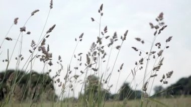 Rüzgarda sallanan çimenler bulanık ağaçların ve gökyüzünün arka planına karşı