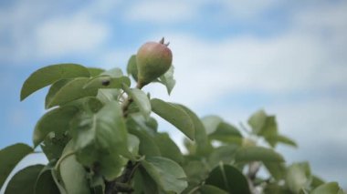Olgunlaşmış armutlarla dallar gökyüzüne doğru bulutlarla