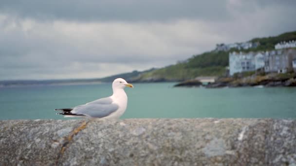 Uma gaivota caminha ao longo de uma cerca de pedra — Vídeo de Stock