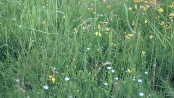 Deslizamiento sobre hierba y flores silvestres — Vídeos de Stock