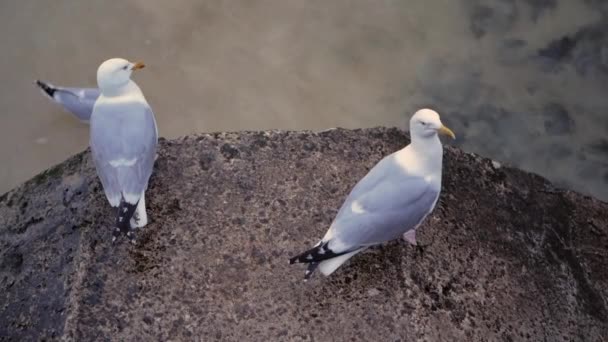 Dwie mewy stoją na betonowym płocie nad brzegiem morza i rozglądają się dookoła — Wideo stockowe
