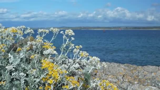 黄色的野花，白色的枝干在风中迎着大海摇曳 — 图库视频影像