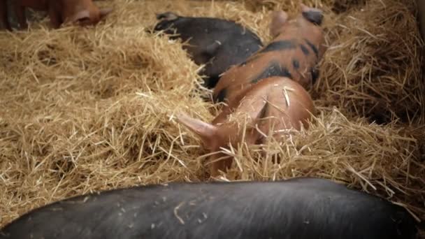 Свиня лежить в сіні і копає морду в ньому — стокове відео