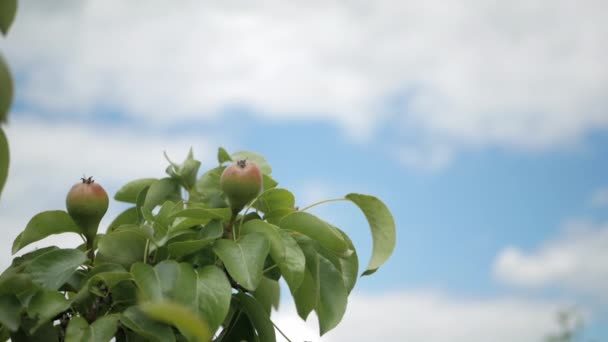 Rama con peras que maduran contra el cielo con nubes — Vídeo de stock