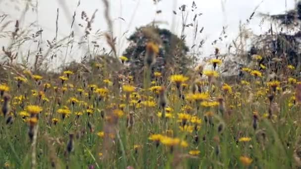 Otların ve kır çiçeklerinin sapları rüzgarda sallanıyor.. — Stok video