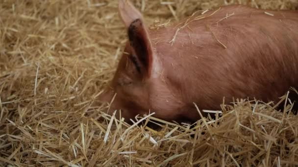 Un cerdo yace en el heno y cava un hocico en él. — Vídeos de Stock