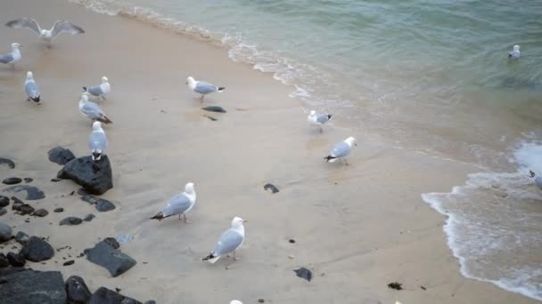 Las gaviotas en la orilla del mar esperando las olas que les traen comida — Vídeos de Stock