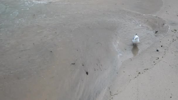 海岸のカモメは彼女のために食べ物を持って来る波を待っています — ストック動画